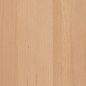 Береза Beech