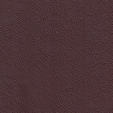 Labrador 05