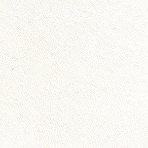 Labrador 01