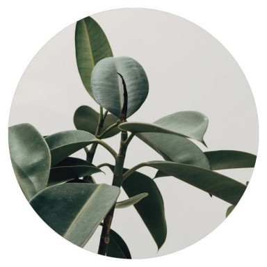 Интерьерный постер ECOLOGIQUE 